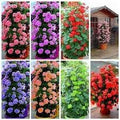 Generic Fresh 50pcs Climbing Geranium Flower Seeds for Planting Mixed Colour 1