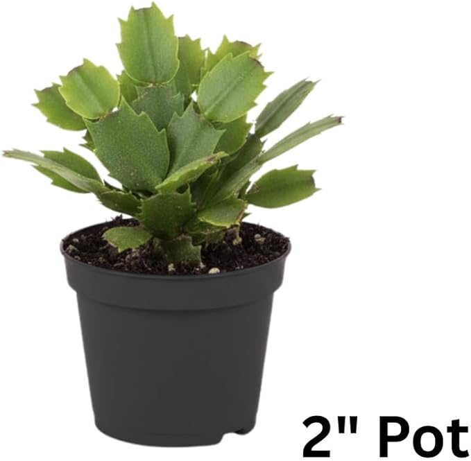 Red Christmas Cactus Plants Live in 2 Inch Pot, Vibrant Christmas Cactus Blooms, Perennial Holiday Cactus Plant Flower Succulent Houseplant