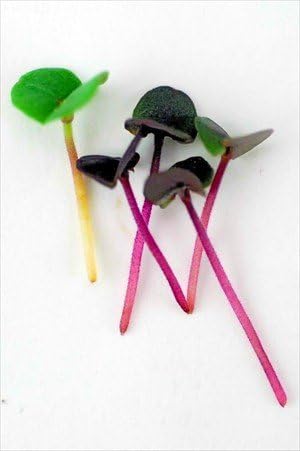 Purple Basil (Dark Opal) Microgreens Seeds - Non-GMO Bulk Seed for Growing Micro Herbs, Indoor Gardening, Herb Garden, Micro Greens (4 Oz)