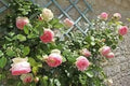 Generic Fresh 100pcs Rose Flower Seeds for Planting Light Pink 2