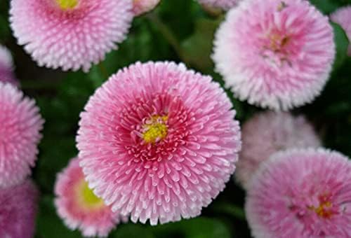 CEMEHA SEEDS - Seeds Aster Hi No Maru Annual Flowers for Planting