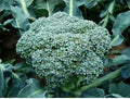 2000 Early Fall RAPINI Broccoli (Broccoli Raab/Broccoli Rabe/Brocoletti/CIMA di Rapa) Brassica Ruvo Vegetable Seeds