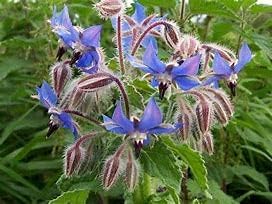 Borage Herb (25+ Seed Pack) - COOL BEANS N SPROUTS Brand - Non-GMO - Home Gardening