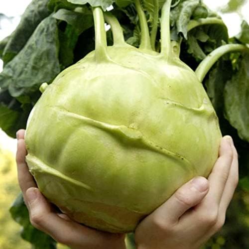 100+ Seeds Giant Kohlrabi Cabbage Biennial - Vegetable Green