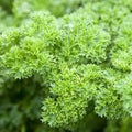 Parsley Triple Curled Great Garden Herb by Seed Kingdom Bulk 30,000 Seeds