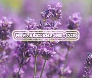 ENGLISH LAVENDER Lavandula Angustifolia --- 10 Herb Seeds