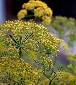 Dill Mammoth Long Island Great Garden Herb by Seed Kingdom Bulk 40,000 Seeds