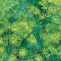 Dill Bouquet Great Garden Herb Seeds by Seed Kingdom (1/4 Lb Seeds)