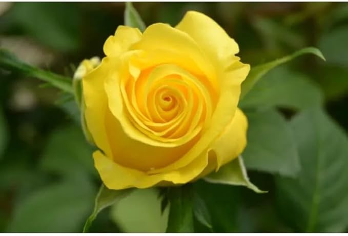 100+ PCS Yellow Rose Seed Symbol of Friendship Perennial Rosa Bush Shrub Striking Landscaping Plant Easy Cultivating