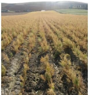 25 1st Year Asparagus Roots/Plants