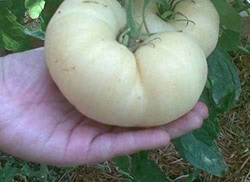 NIKA SEEDS - Seeds Vegetable Tomato Great White - 25 Seeds