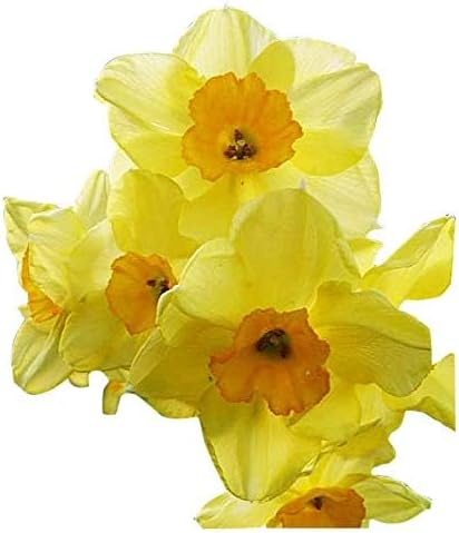 10 Merlin Narcissus Bulbs - TOP Size Daffodil Bulbs