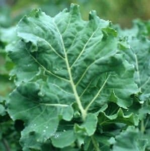 Kale Premier Great Heirloom Vegetable Seeds (1/4 Lb Seeds)