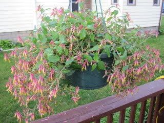 10 Firecracker Cigar Plant (Cigarette/Mexican Cigar) Cuphea Ignea Flower Seeds