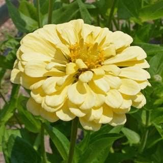 Park Seed Zinnia Seeds, Planting Flowers, Easy to Grow, Non-GMO, Perfect for Spring Garden, Isabellina, Pack of 25