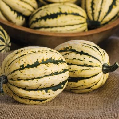 Jester Delicata Squash Seeds for Planting (20 Seeds) - Cucurbita Pepo
