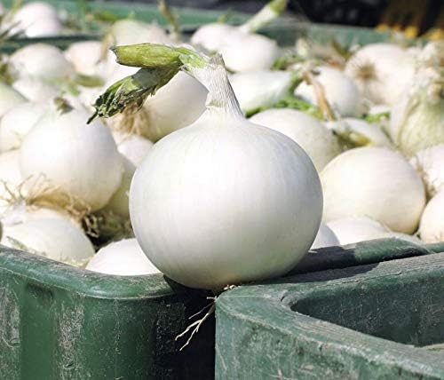Onion White Queen Giant Seeds (Allium cepa) Heirloom Vegetable for Planting Non GMO