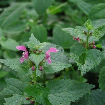 Outsidepride - Horehound Seeds - 10000 Pcs. Perennial, Compact, Easy to Grow & Pollinator Friendly, Herb Seeds for Planting Toothed, Wooly Gray-Green Foliage for Versatile & Culinary Uses