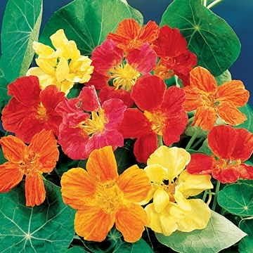 Park Seed Nasturtium Flower Plant Seeds, Easy to Grow, Perfect for Spring Garden, Whirlybird, Pack of 25