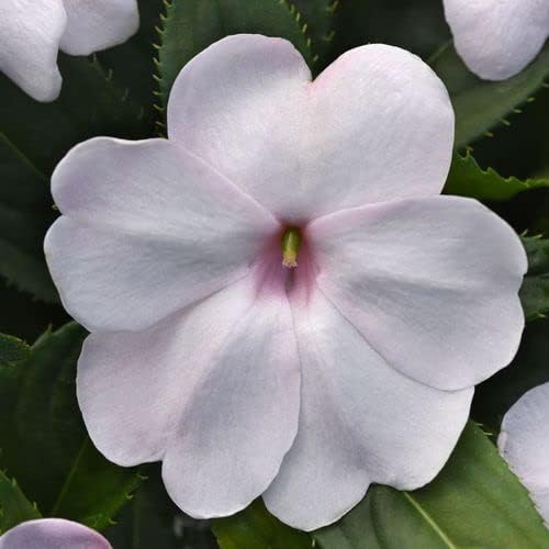 Park Seed Solarscape White Shimmer Interspecific Impatiens Seeds, Pack of 15 Seeds