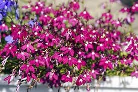 50+ Trailing Rose Colored Lobelia Regatta Perennial Flower Seeds/Great for Hanging Baskets