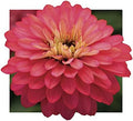 Park Seed Zinnia Seeds, Planting Flowers, Easy to Grow, Non-GMO, Perfect for Spring Garden, Double Zahara Salmon, Pack of 25