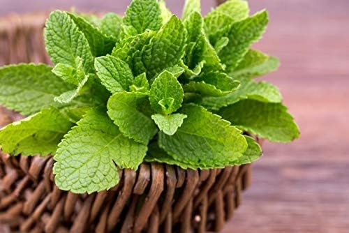 Peppermint Seeds for Planting Outdoors and Indoors 500+ Non-GMO Seeds for Herb Garden