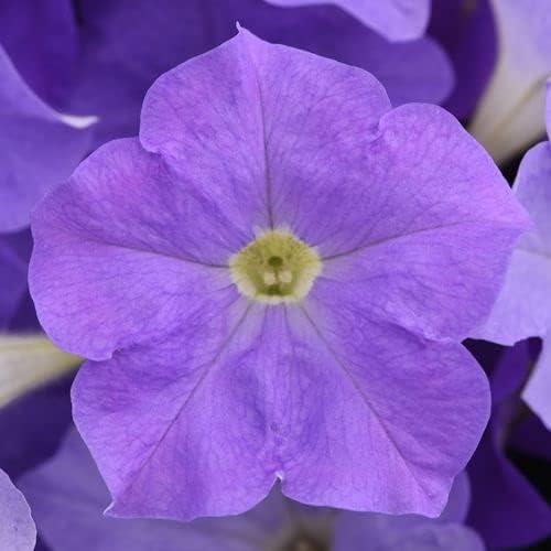 Park Seed Petunia Flowering Plant Seeds, Easy to Grow, Vibrant Sky Blue Blooms, Fragrant, Spring to Summer Garden Color, E3 Easy Wave Sky Blue, Pack of 10
