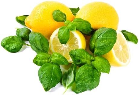 Seeds Herb Green Indoor Lemon Basil - 500 Seeds