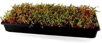 Rainbow Swiss Chard Seeds: 1 Lb - Vegetable Garden & Micro Greens Seeds - Non-GMO Seeds for Indoor & Outdoor Gardening