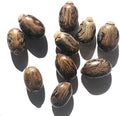 Castor Plant Seeds (Ricinus communis) 30 Seeds (6 Grams) - Mole Plant, African Wonder Tree, Mole Bean Plant by Smoke Camp Crafts
