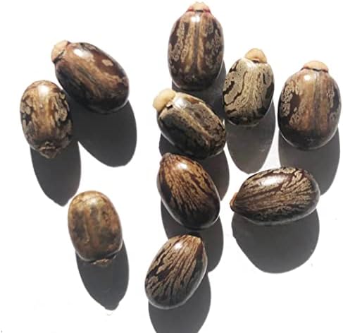 Castor Plant Seeds (Ricinus communis) 30 Seeds (6 Grams) - Mole Plant, African Wonder Tree, Mole Bean Plant by Smoke Camp Crafts