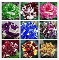 Generic Fresh 50pcs Rose Flower Seeds for Planting Mixed 3