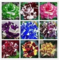 Generic Fresh 50pcs Rose Flower Seeds for Planting Mixed 3
