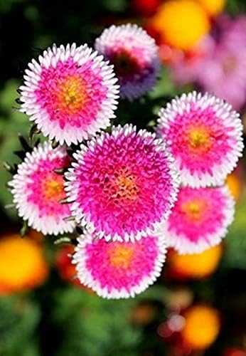 CEMEHA SEEDS - Seeds Aster Hi No Maru Annual Flowers for Planting