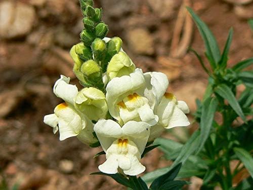 KIRA SEEDS - Seeds Dwarf Low Snapdragon Mix - Annual Flowers for Planting - GMO Free