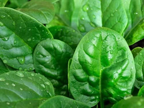 Seeds Four Seasons Viroflay Spinach 35 Days Year-Round Non GMO Vegetable for Planting