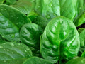 Seeds Four Seasons Viroflay Spinach 35 Days Year-Round Non GMO Vegetable for Planting