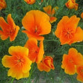 Outsidepride Eschscholzia Orange California Poppy Seeds - 5000 Pcs Annual, Native, Drought Tolerant Wildflower Seeds w/Vibrant Blooms for Full Sun & Drought-Tolerant Pollinator-Friendly Gardens