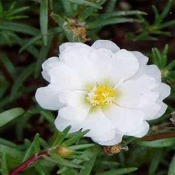 Outsidepride White Moss Rose Seeds - 5000 Pcs Annual, Drought & Heat Tolerant, Pollinator Friendly Ground Cover Seeds for Planting w/Vibrant Blooms & Succulent Foliage, Ideal for Xeriscaping