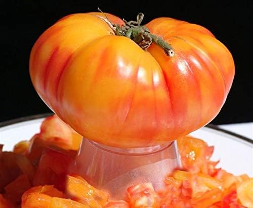 RAISE ME UP: Seeds Rainbow Beefsteak Tomato Variety from Minnesota Giant Indeterminate Non GMO Heirloom