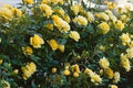 Generic Fresh 100pcs Rose Flower Seeds for Planting Yellow