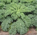 Kale Dwarf Siberian Improved Great Heirloom Vegetable Seeds by Seed Kingdom (1 Lb Seeds)