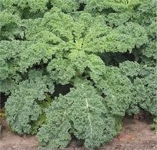 Kale Dwarf Siberian Improved Great Heirloom Vegetable Seeds by Seed Kingdom (1 Lb Seeds)