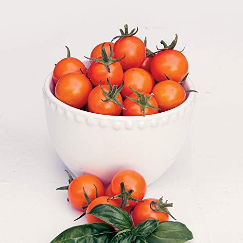 Park Seed Cherry Tomato Seeds, Planting Vegetables, Easy to Grow, Non-GMO, Variety of Colors and Sizes, Spring Garden, Sun Gold Hybrid Seeds, Pack of 20