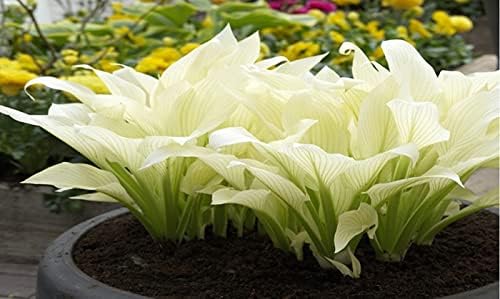 GardeningProducts4Less 2pk White Feather Hosta Bare Roots - Perennial Cream & Green Foliage, Low-Maintenance Plant
