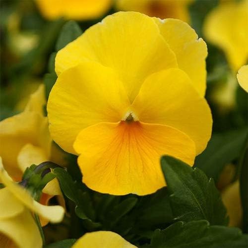 Outsidepride Swiss Giant Coronation Gold Viola Pansy Seeds for Planting - 2000 Pcs Biennial, Cold Hardy Flower Seeds for Containers, Baskets, Borders, & Pollinator-Friendly Gardens (AAS Winner)
