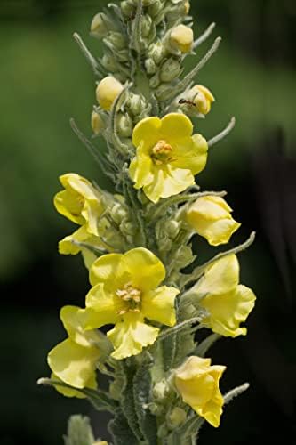 Organic Bulk Mullein Seeds (Verbascum thapsus) 500 Seeds (0.5 Grams) - Aaron’s Rod, Great Mullein, Common Mullein, Velvet Plant, Toilet Paper Plant