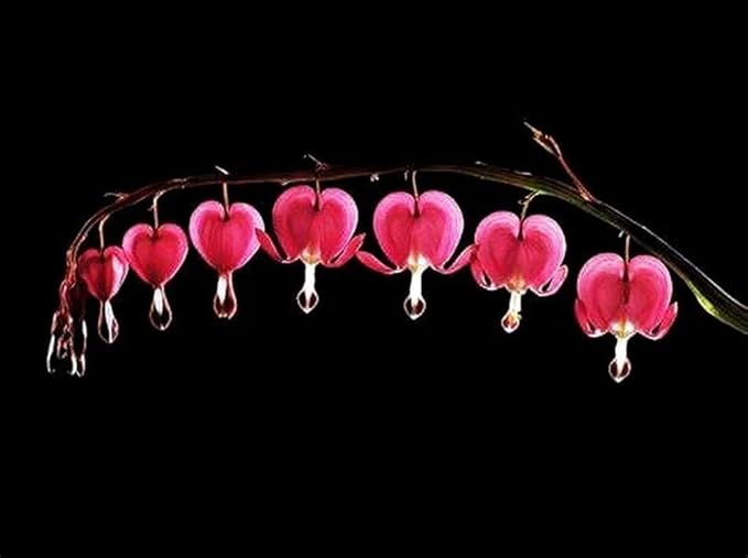 20 pcs Red Bleeding Heart Seeds - Rare Dicentra Spectabilis Flower Seeds