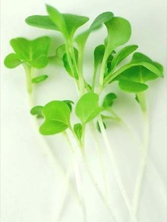 White Stem Pak Choi Cabbage Seeds: 5 Lb - Bulk, Non-GMO Pakchoi Sprouting Seeds - Micro Greens, Vegetable Gardening